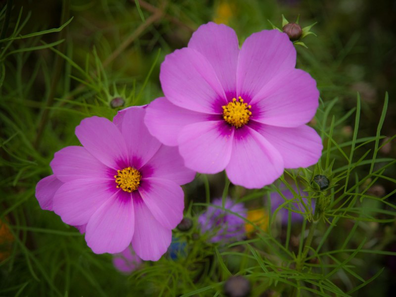 Other-varieties-of-Cosmos-plant