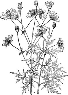 Sketch-of-Yellow-Cosmos-plant