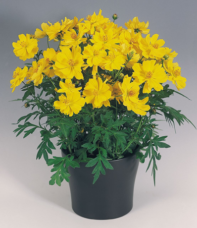 Yellow-Cosmos--plant