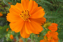 Closer-view-of-Yellow-Cosmos-flower