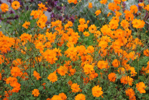 Flowers-of-Yellow-Cosmos-plant