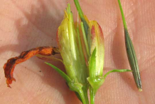 Fruit-of-Yellow-Cosmos-plant