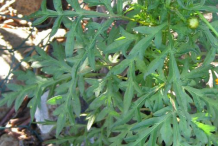 Leaves-of--Yellow-Cosmos-plant