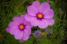 Other-varieties-of-Cosmos-plant