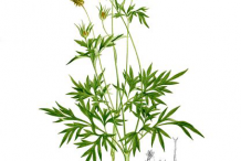 Plant-Illustration-of-Yellow-Cosmos--plant