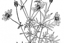 Sketch-of-Yellow-Cosmos-plant