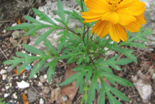 Small--Yellow-Cosmos--plant