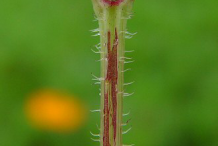 Stem-of--Yellow-Cosmos--plant