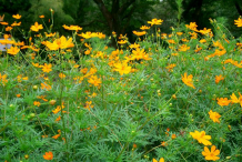 Yellow-Cosmos-growing-wild