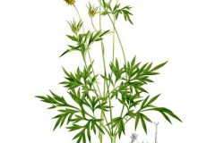 Plant-Illustration-of-Yellow-Cosmos--plant