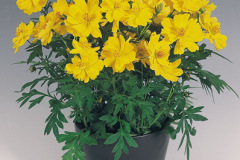 Yellow-Cosmos--plant