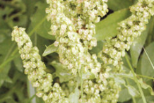 Flower-of-Yellow-Dock-Plant