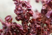 Fruit-of-yellow-dock-plant