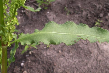 Leaf-of-Yellow-Dock-plant