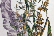 Plant-Illustration-of-Yellow-Dock
