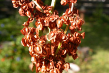Plant-showing-fruit--of-Yelllow-dock
