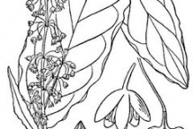 Sketch-of-Yellow-Dock-plant