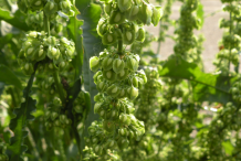 Unripe-fruit-of-Yellow-dock