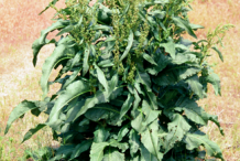 Yellow-Dock-plant