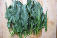 Yellow-dock-leaves-collected