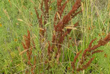 Yellow-dock-plant-growing-wild