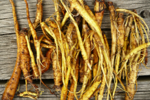 Yellow-dock-root
