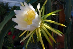 Yellow-Dragonfruit-flower