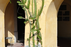 Yellow-Dragonfruit-plant
