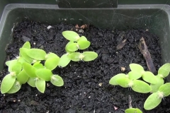 Yellow-Dragonfruit-sprouts