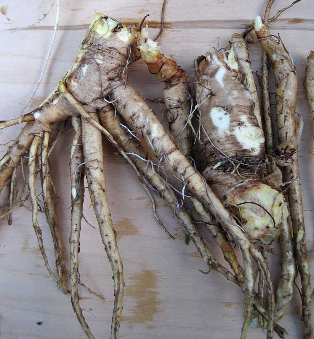Yellow duck root benefits