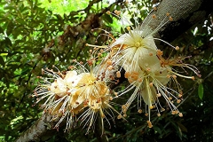 Yellow-Durian-flower