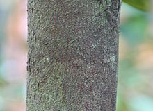 Yellow-Durian-bark