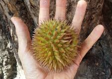 Yellow-Durian-fruit