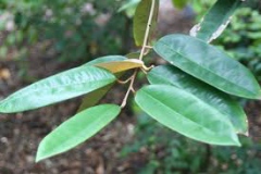 Yellow-Durian-leaves