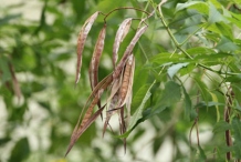 Dehisced-fruits-of-Yellow-Elder