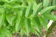 Leaves-of-Yellow-Elder