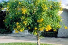 Yellow-Elder-Tree
