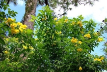 Yellow-Elder-plant-growing-wild