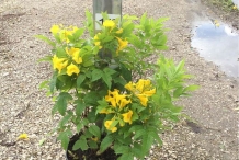 Yellow-elder-grown-on-the-pot