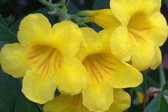 Closer-view-of-flowers-of-Yellow-Elder