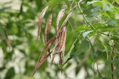 Dehisced-fruits-of-Yellow-Elder