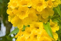 Flowers-of-Yellow-Elder