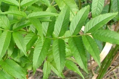 Leaves-of-Yellow-Elder
