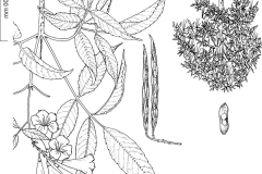 Plant-Illustration-of-Yellow-Elder
