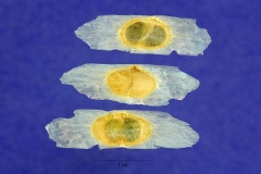 Seeds-of-Yellow-Elder