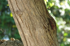 Trunk-of-Yellow-Elder