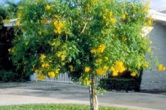 Yellow-Elder-Tree