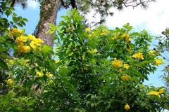 Yellow-Elder-plant-growing-wild