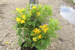Yellow-elder-grown-on-the-pot
