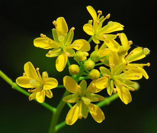 Closer-view-of-flower-of-Yellow-fieldcress